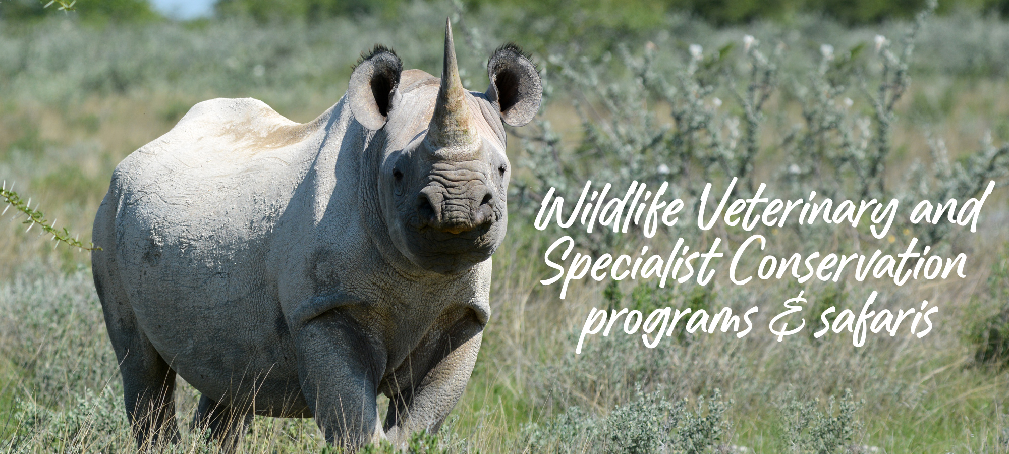 Namibia Vet & Conservation Safaris